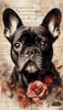 Rosenkavalier by MAD 70x120 mit 135 Farben